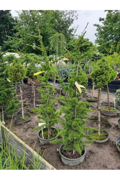 Кедр ліванський - 15-20л/вис.140-160см/Ø30-40см